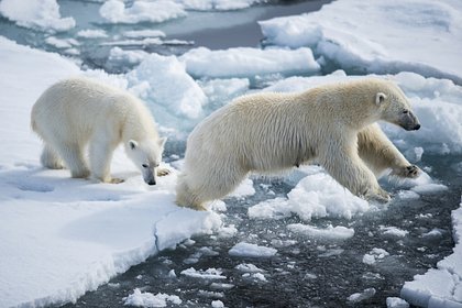 Белым медведям стало трудно прокормить детенышей из-за глобальной проблемы