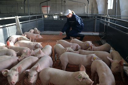 Российские свиноводы спрогнозировали резкий рост поставок за рубеж