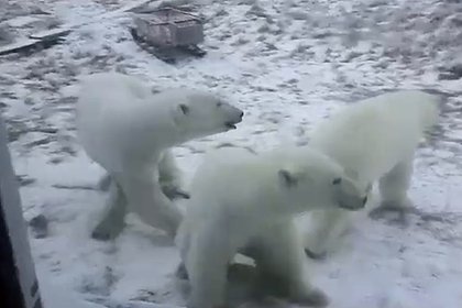 В России белые медведи постучались в избушку к людям и попали на видео