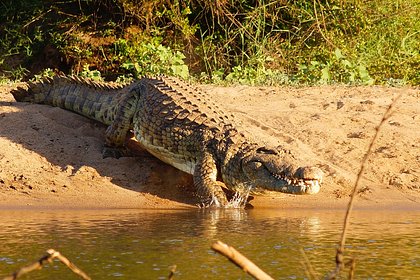 Крокодил укусил сотрудника зоопарка за средний палец на глазах у посетителей