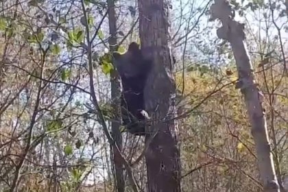 Позирующего на камеру медвежонка сняли на видео на Сахалине