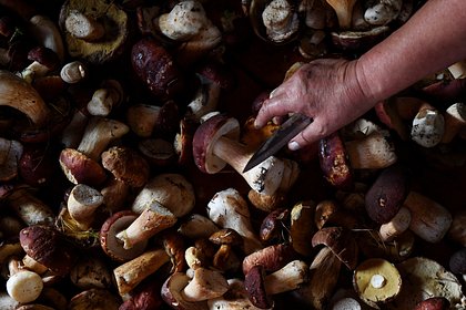 Россиян предупредили об уголовной ответственности за сбор грибов