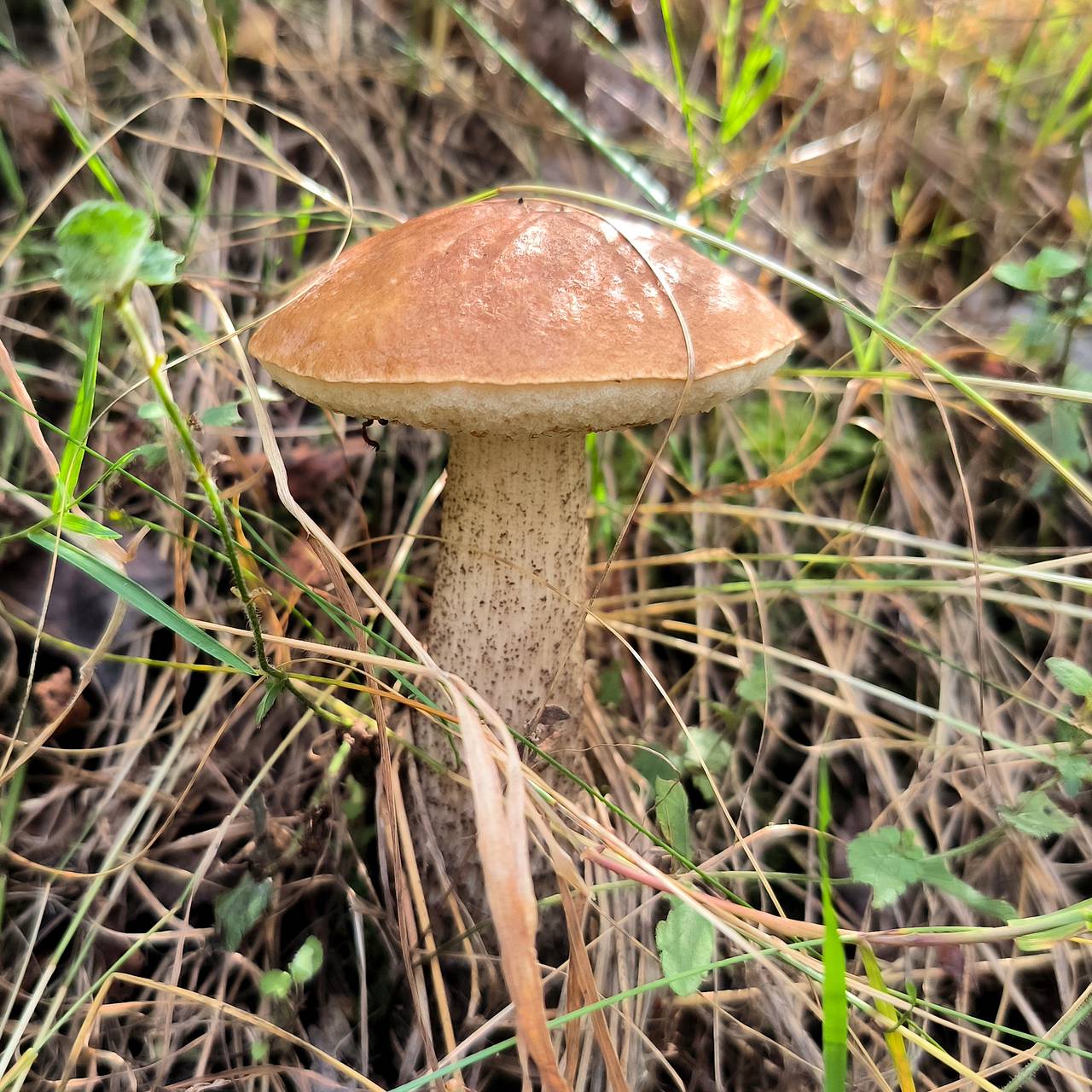 Закон о грибах: основные моменты и правила сбора грибов