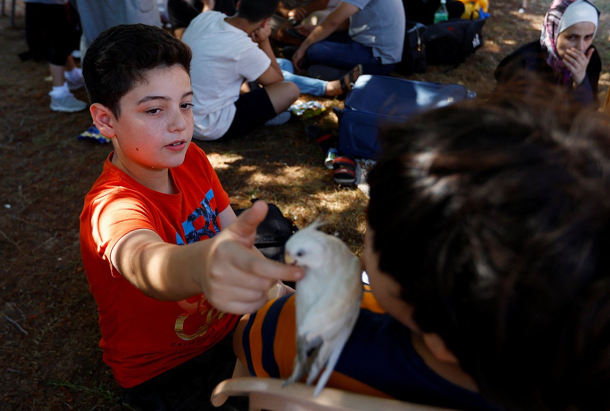 Палестинский мальчик гладит попугая в убежище