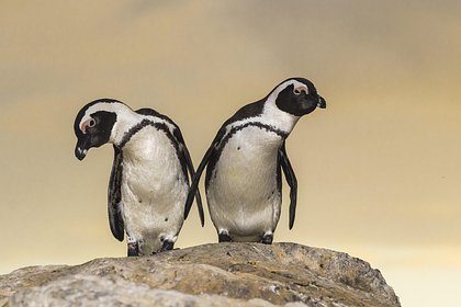 В крымском зоопарке поселят пингвинов из Южной Африки