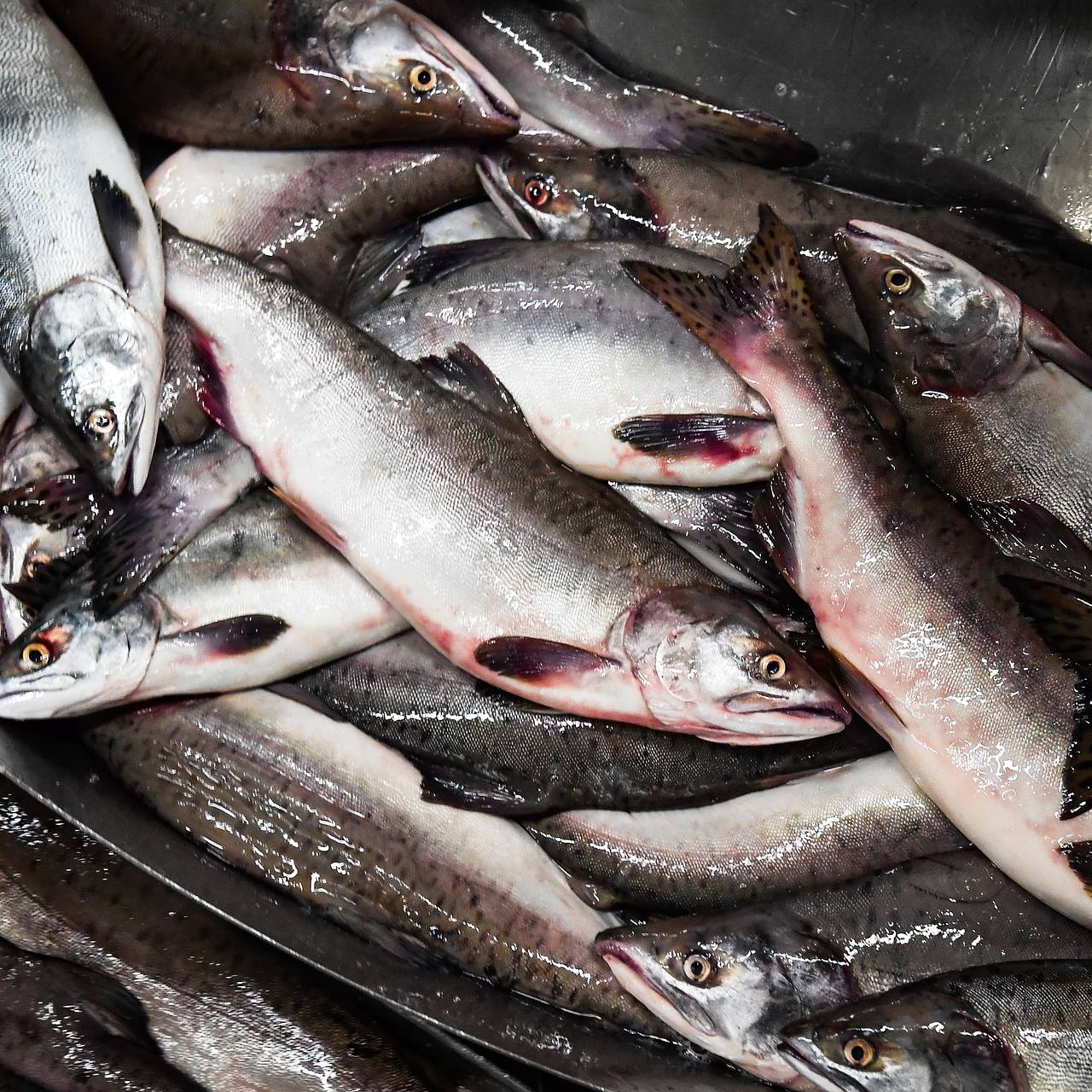 Вылов рыбы в японии. Вылов рыбы в японии. Рыбы дальнего востока. Рыба курильских островов. Рыба курильских островов.