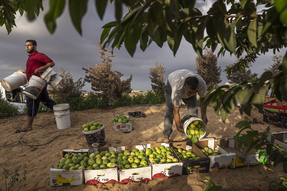 Палестинские фермеры собирают урожай гуавы в Хан-Юнис, 2022 год