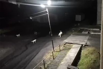 Прогулку белого медведя с собачьей свитой по поселку в России сняли на видео