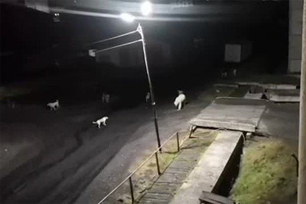 Вводная картинка