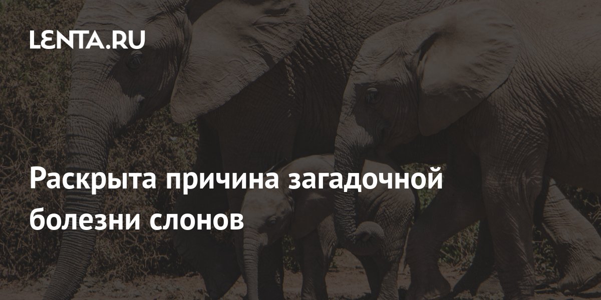 Раскрыта причина загадочной болезни слонов: Наука: Наука и техника ...