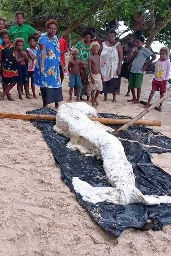 Полуразложившиеся останки русалки в Папуа-Новой Гвинее