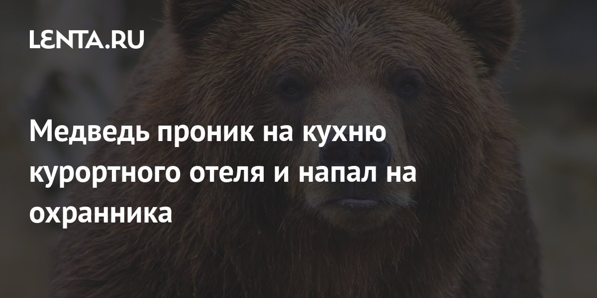 Медведь проник на кухню курортного отеля и напал на охранника: Звери ...
