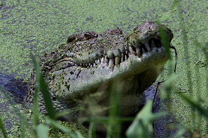 Мужчина рассказал о 30-минутной схватке с трехметровым крокодилом