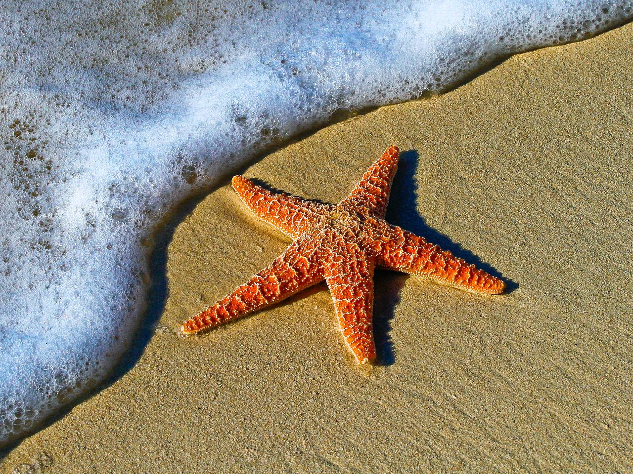 Мелкая Морская звезда, морская звезда, Пляжное ремесло 0,,2 дюйма, 90 шт. | AliExpress