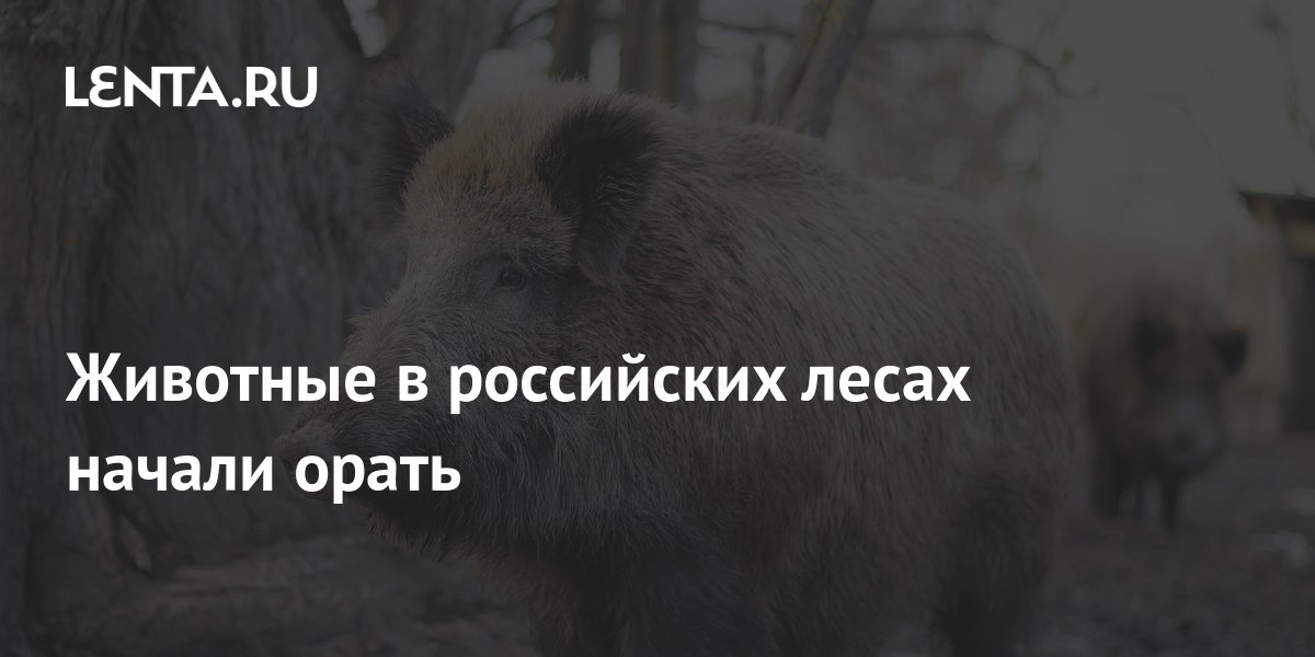 Животные в российских лесах начали орать: Звери: Из жизни: Lenta.ru