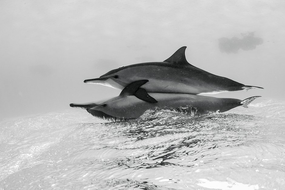 Половые органы дельфина