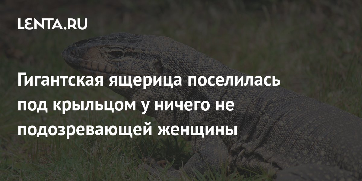 Гигантская ящерица поселилась под крыльцом у ничего не подозревающей ...