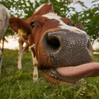 Стеллерова корова — Википедия