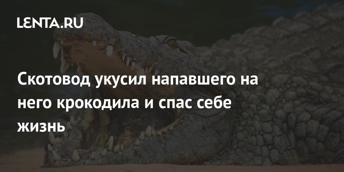 В Минобороны Австралии разгорелся скандал из-за нападения крокодила