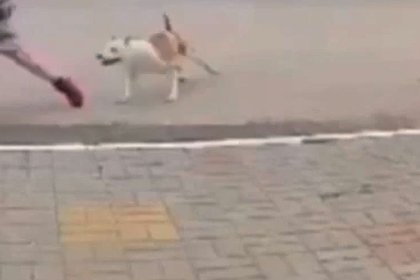 В Подмосковье бойцовская собака искусала детей и попала на видео