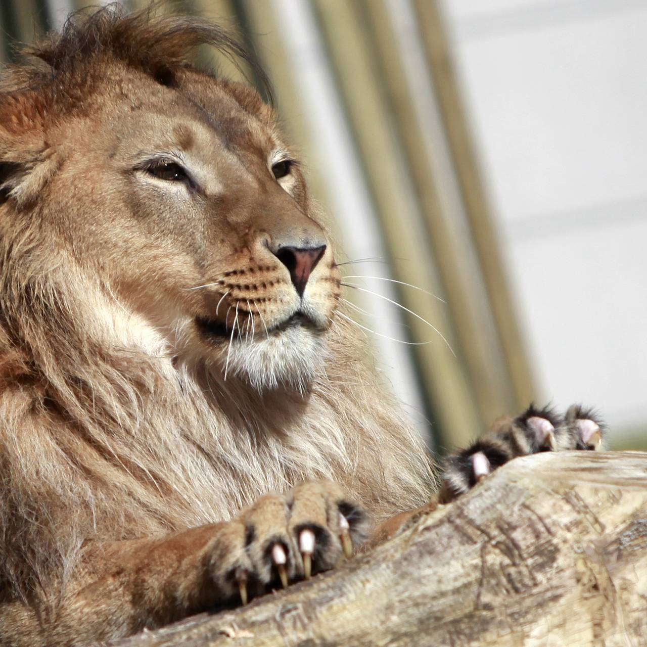 Фото: Dado Ruvic / Reuters 