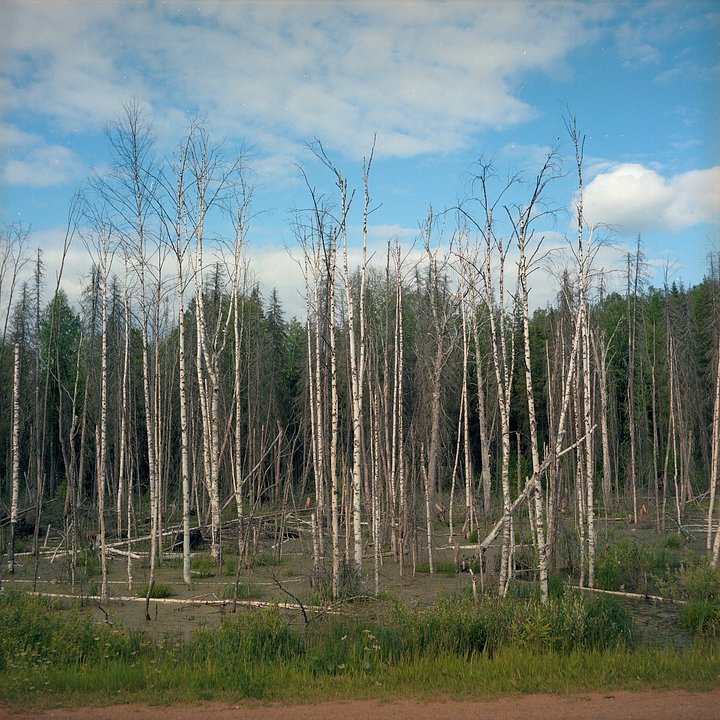 Удмуртская тайга и болото — типичный пейзаж севера республики