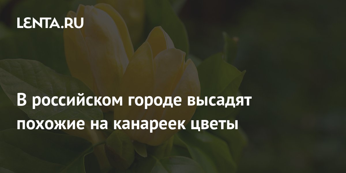 В российском городе высадят похожие на канареек цветы