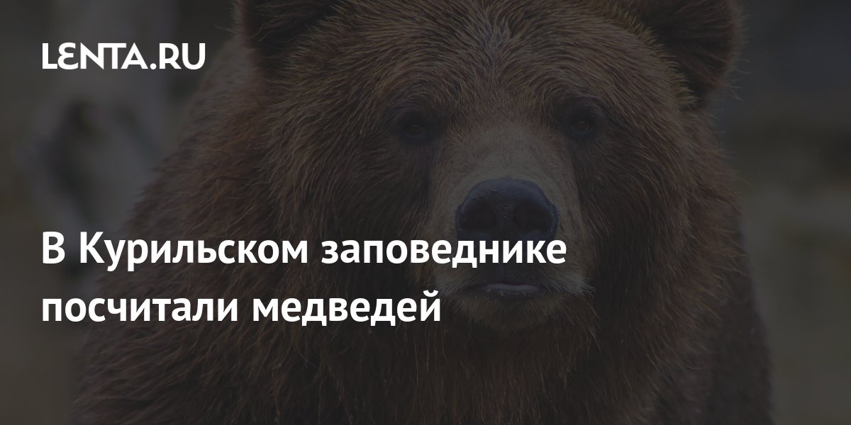 В Курильском заповеднике посчитали медведей: Природа: Моя страна: Lenta.ru