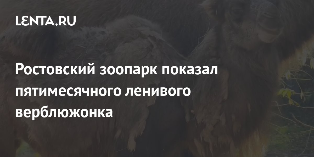 Ростовский зоопарк показал пятимесячного ленивого верблюжонка: Природа ...