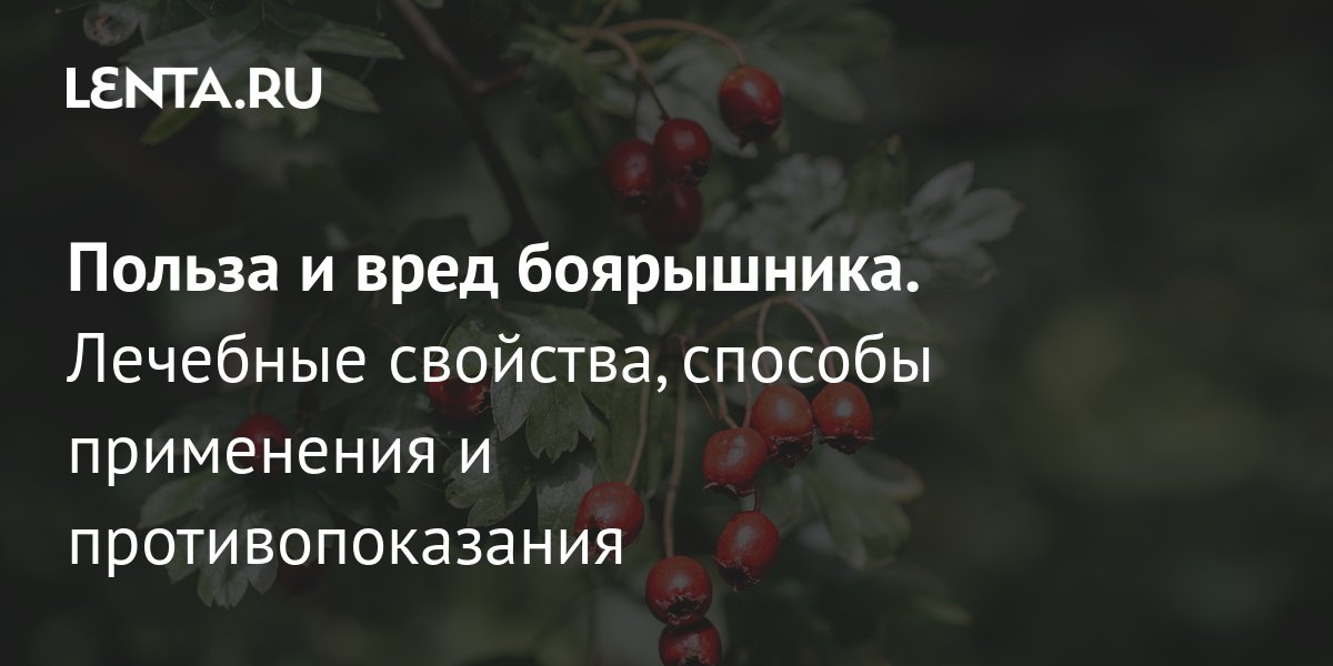 В чем заключаются полезные свойства лопуха и репейника?