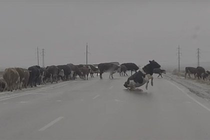 Коровы на льду в российском регионе попали на видео