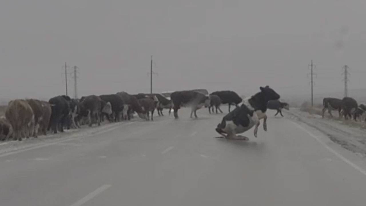 Коровы на льду в российском регионе попали на видео: Город: Среда обитания:  Lenta.ru