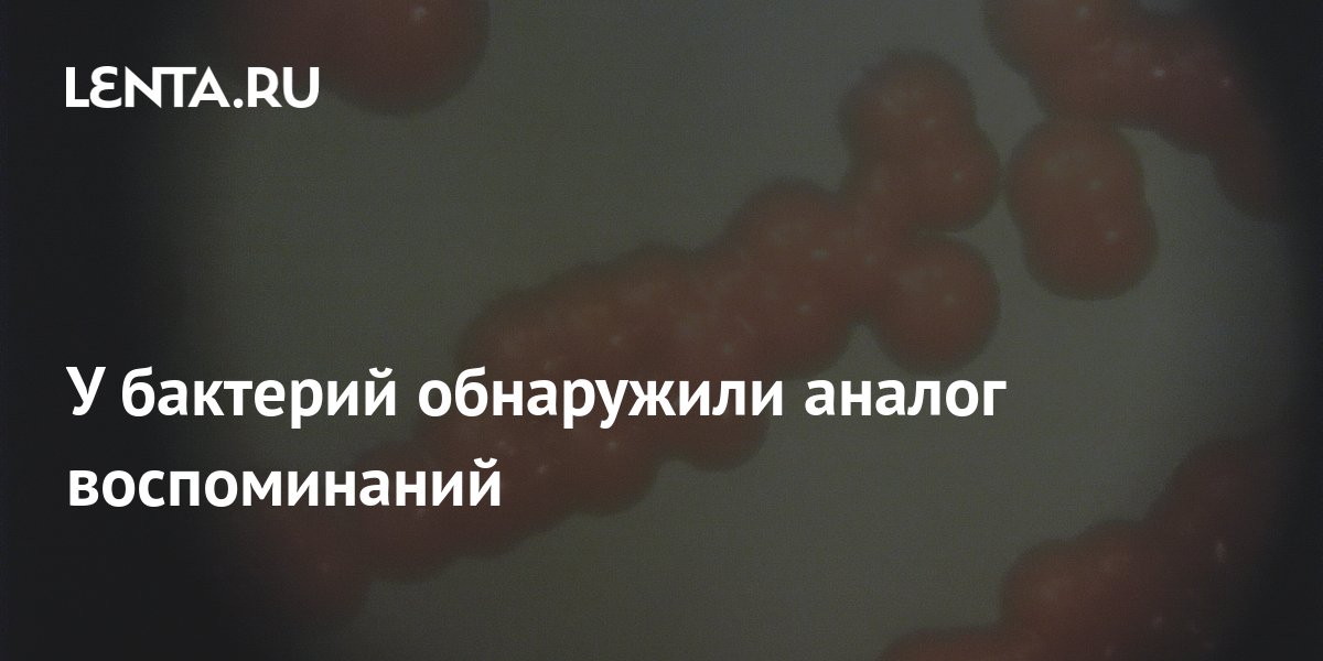 У бактерий обнаружили аналог воспоминаний: Наука: Наука и техника: Lenta.ru