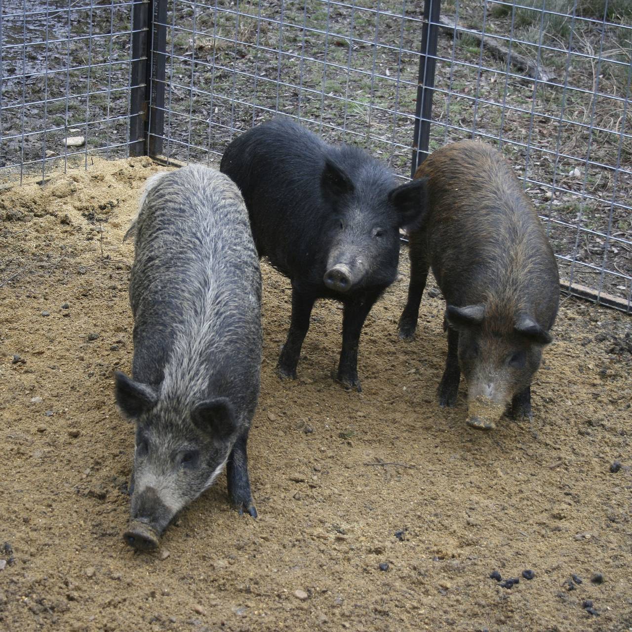 Фото: USDA APHIS / Clint Turnage / Reuters