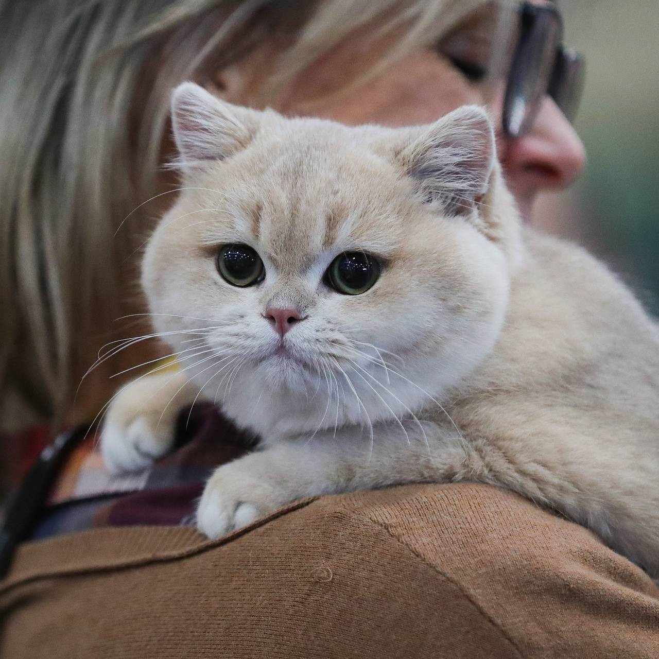 Британская короткошёрстная кошка: особенности породы, правила ухода и содержания: Звери: Из жизни: Lenta.ru