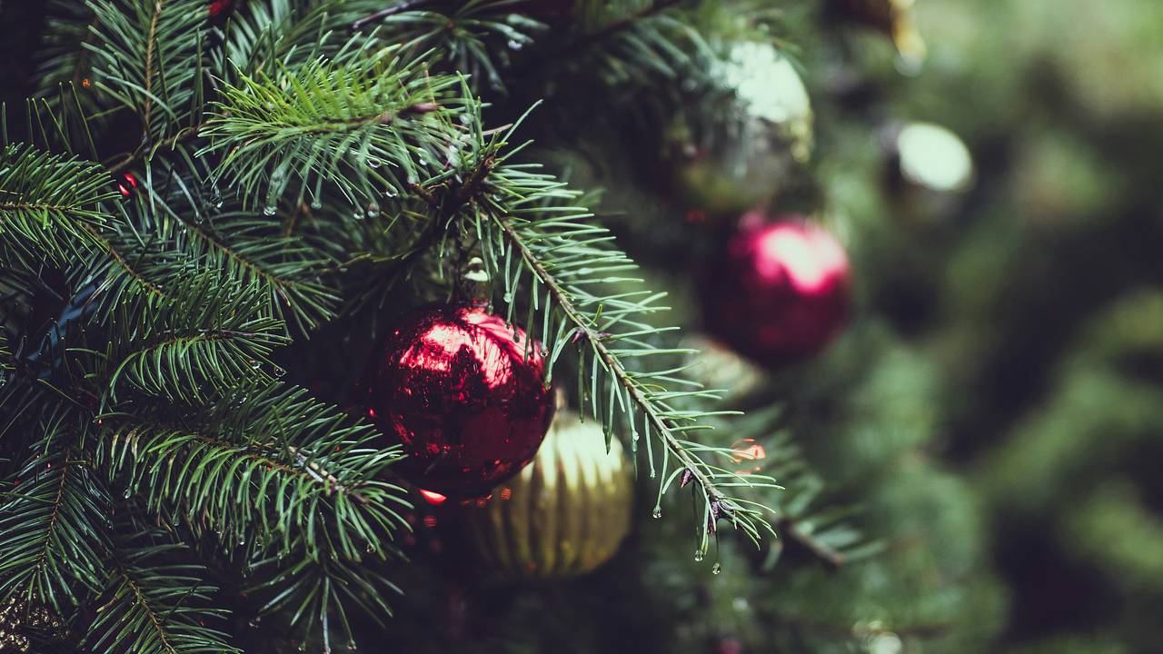 Где петербуржцам бесплатно срубить новогоднюю елку