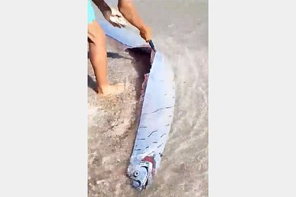 «Предвещающую землетрясения» огромную редкую рыбу выбросило на пляж