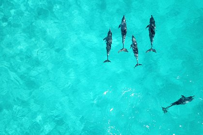 34 черных дельфина выбросились на берег в одной стране