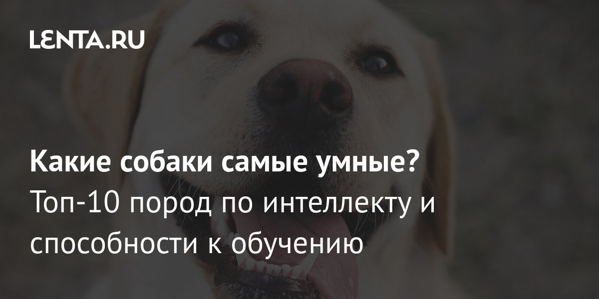 Самые умные собаки в мире: рейтинг пород по интеллекту: Звери: Из жизни:  Lenta.ru