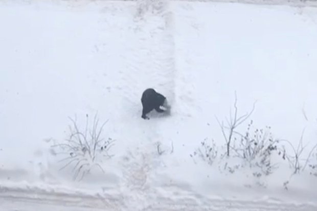 Вводная картинка