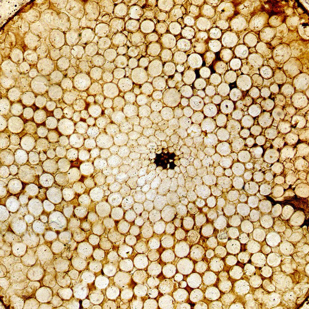 Фото: Plantsurfer / Wikimedia