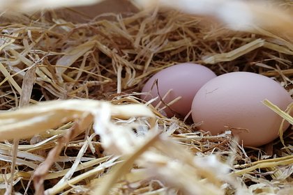 Скачок цен на яйца выше 100 рублей объяснили