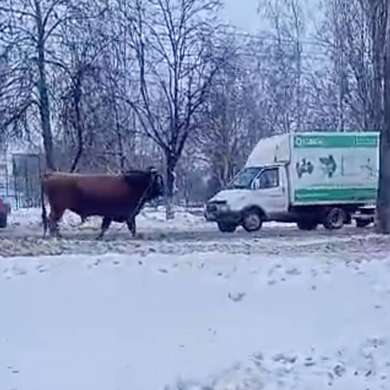 Погоня сотрудников ДПС за быком на проезжей части попала на видео: Звери:  Из жизни: Lenta.ru