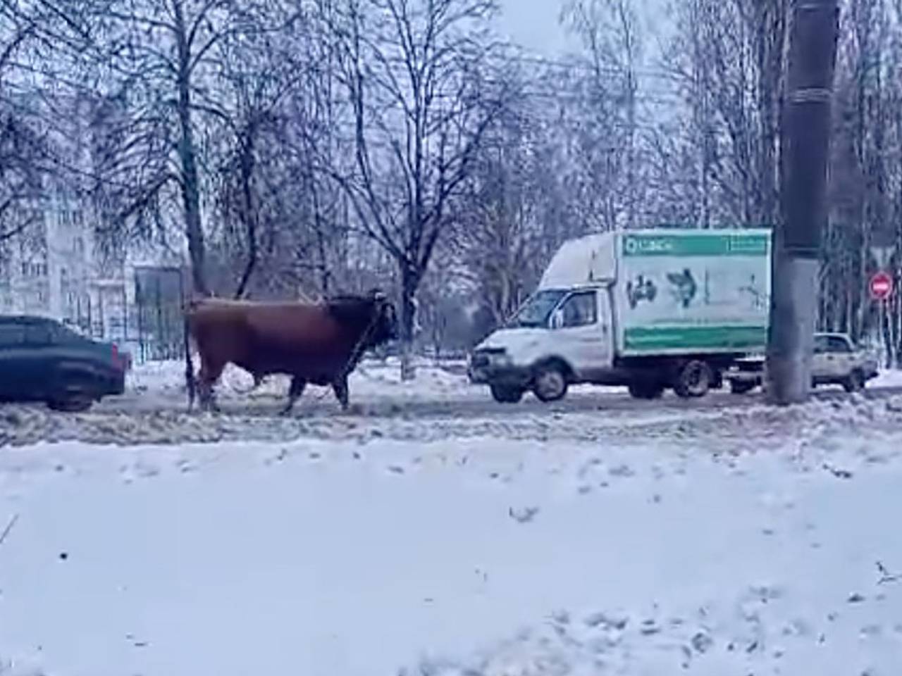 Погоня сотрудников ДПС за быком на проезжей части попала на видео: Звери:  Из жизни: Lenta.ru