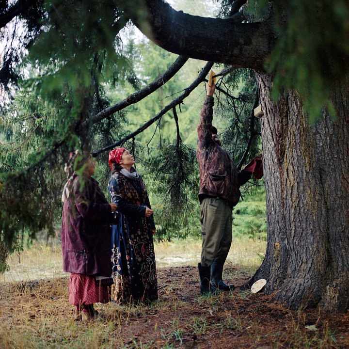 Семья Лекомцевых приносит дар Матери Ели (Мудор Кыз) — дереву возрастом 200 лет