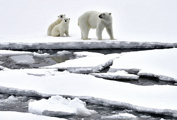 Белые медведи на льдах Северного Ледовитого океана