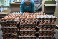 «Это сбой в работе правительства» Путин извинился за рост цен на кур и разъяснил, как обстоят дела с яйцами 