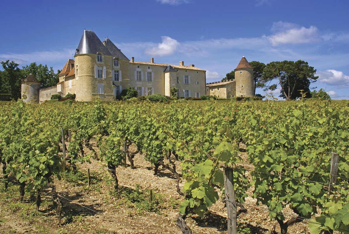 Виноделья Château D´Yquem во Франции