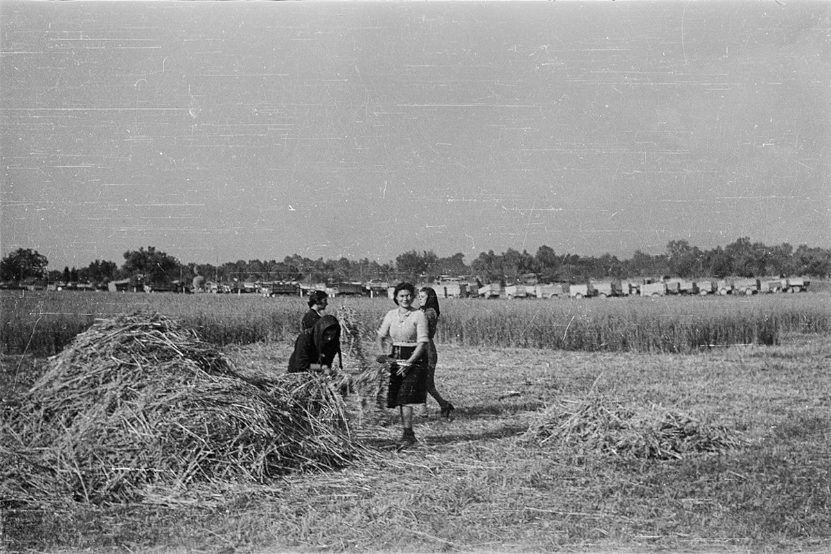 Местные жители работают в поле. Италия. 1945 год