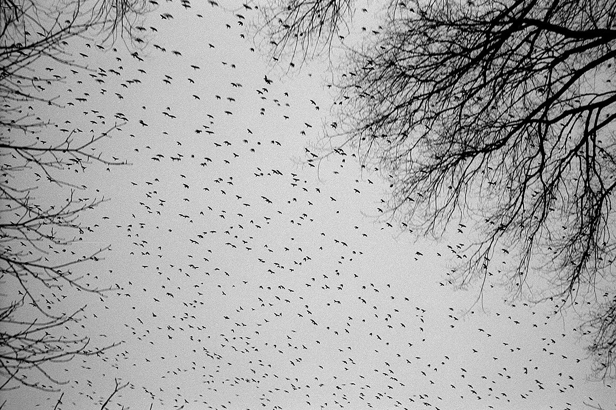 Стая ворон летит над городским кладбищем Кривого Рога